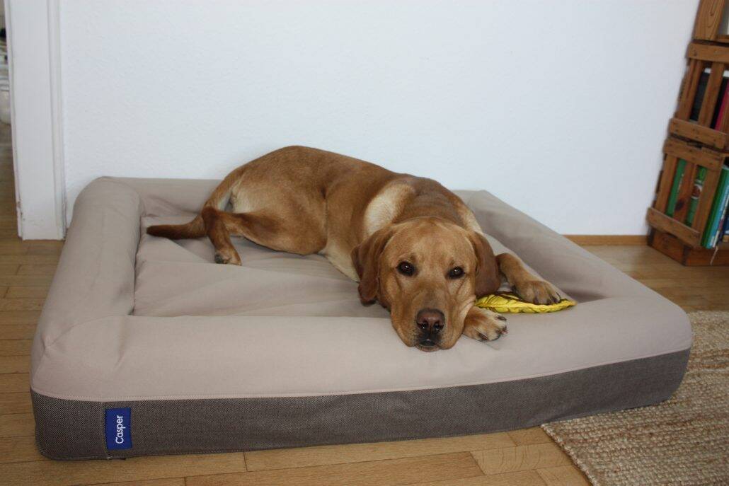 Casper Bett mit Hund